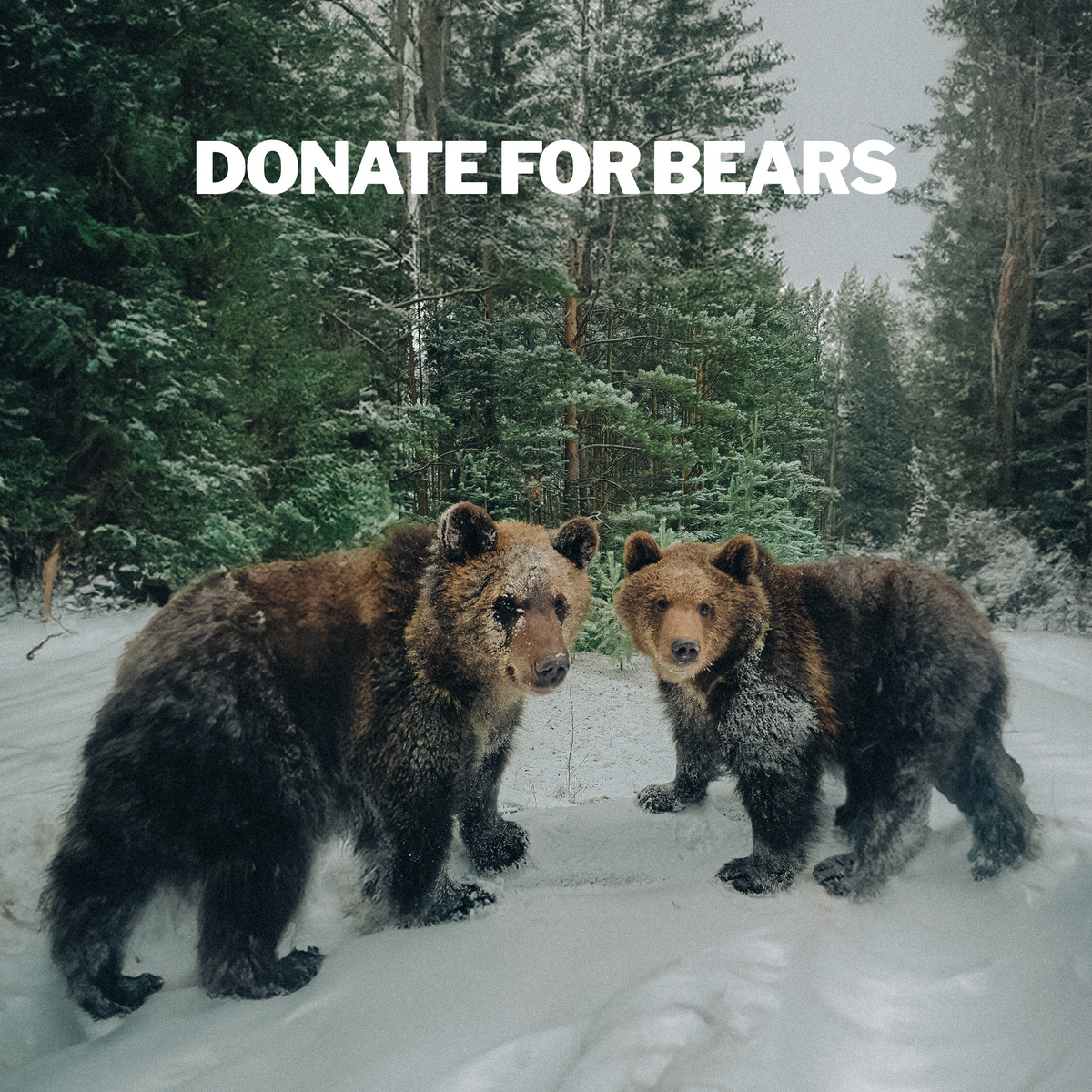 Two bears standing on a snow-covered ground with a forest in the background, and text 'DONATE FOR BEARS' overlayed.