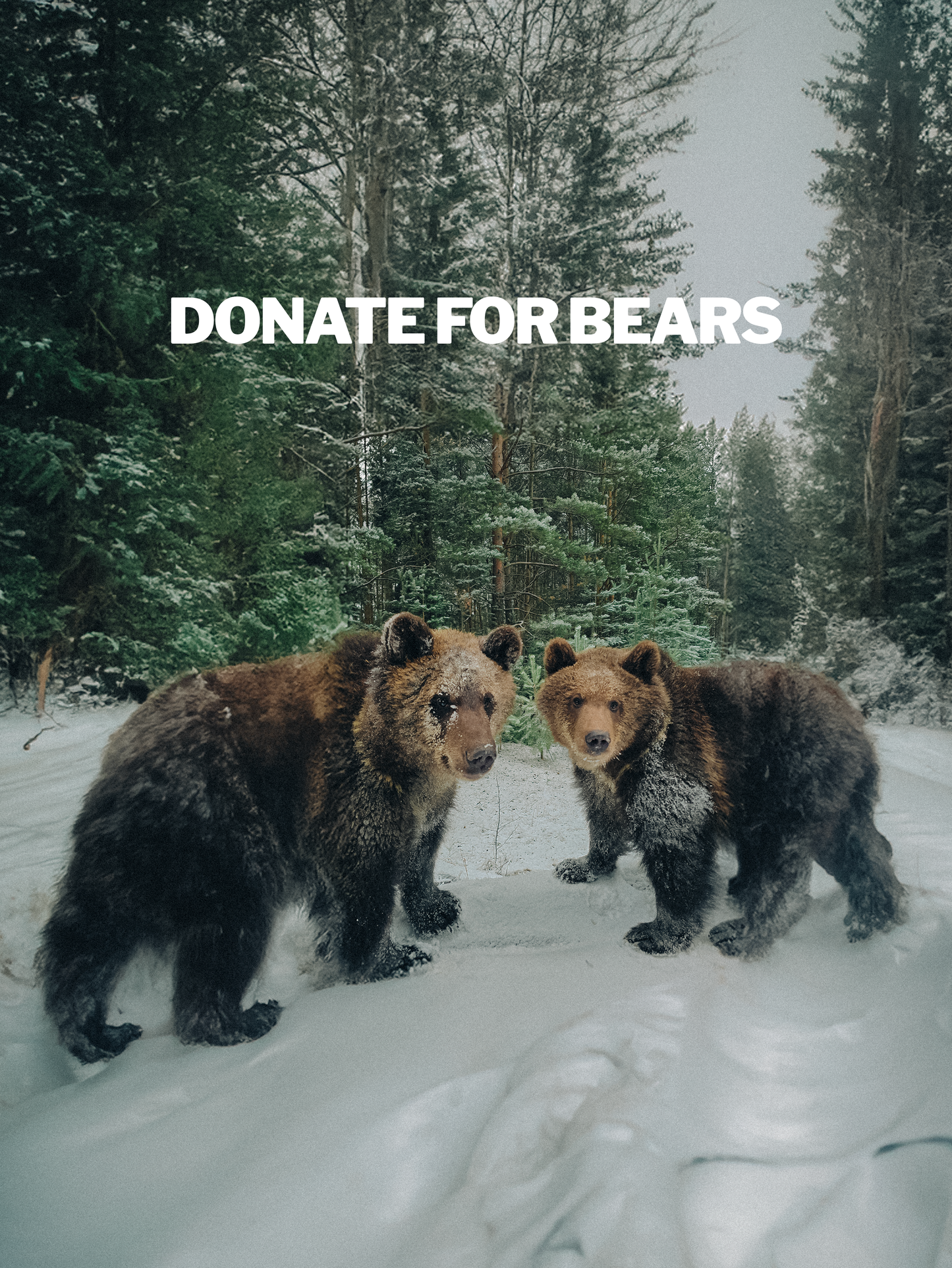 DONATE FOR BEARS