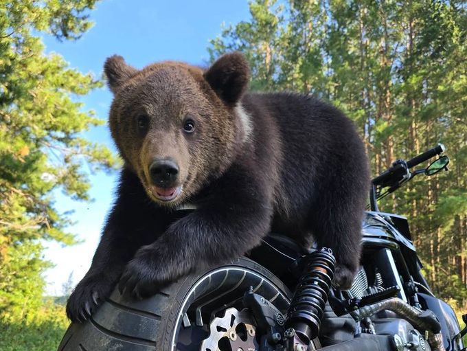 It started with one cub